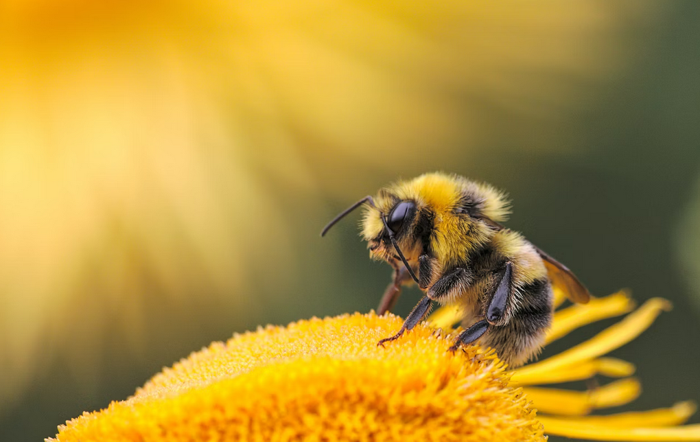 벌이 좋아하는 색-꿀벌